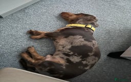 Dachshund dogs for sale: Dapple dachshund 9 months - Image 3