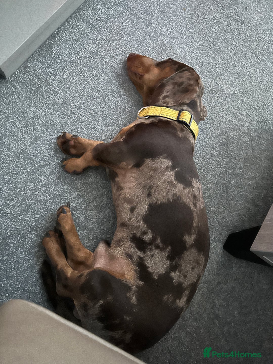 Dachshund dogs for sale: Dapple dachshund 9 months - Image 3