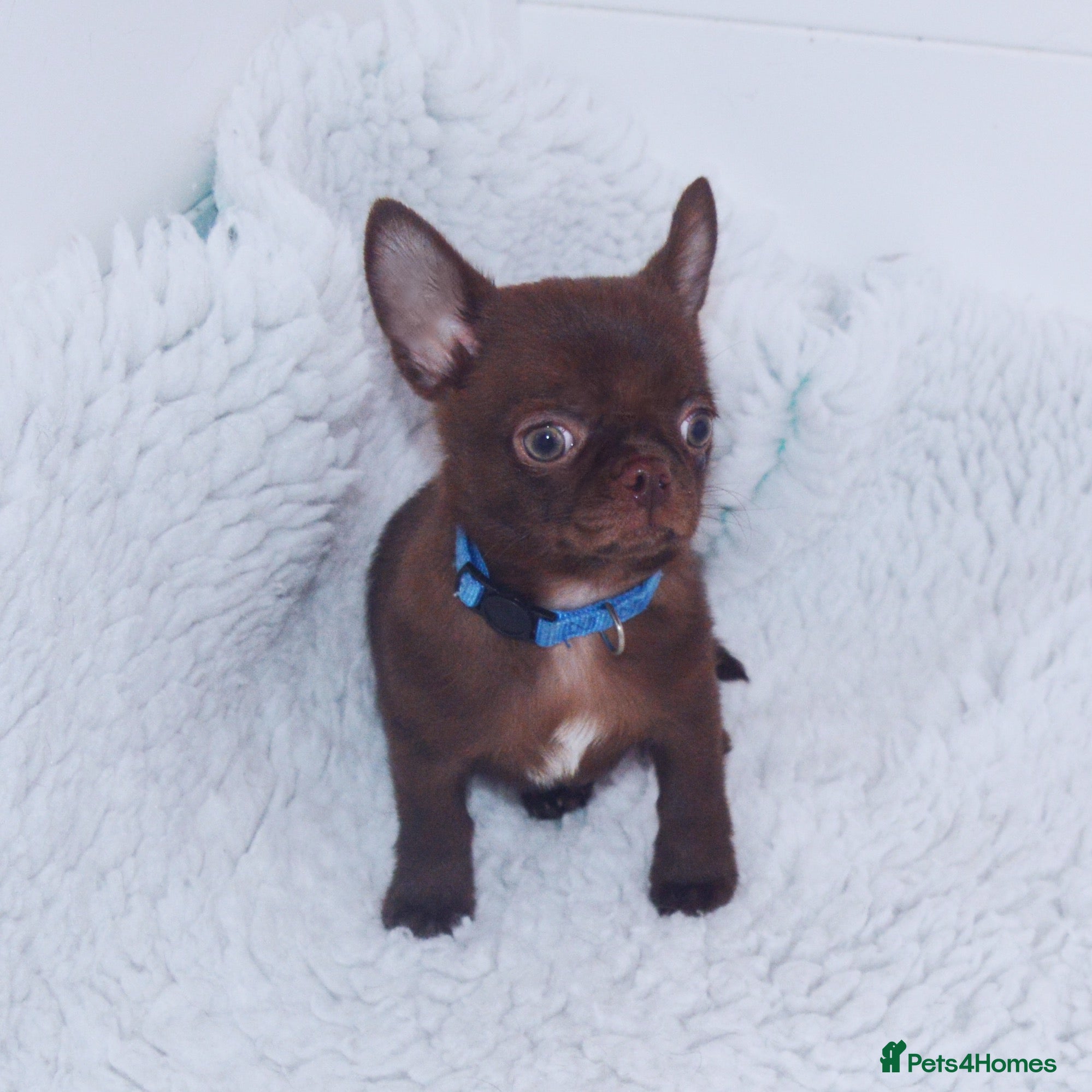 Chihuahua dogs KC REG HEALTH TESTED CHIHUAHUAS  - Advert 5