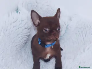 Chihuahua dogs KC REG HEALTH TESTED CHIHUAHUAS - Advert 5