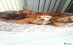 Dachshund dogs for sale: Cream miniature dachshund girl - Image 4