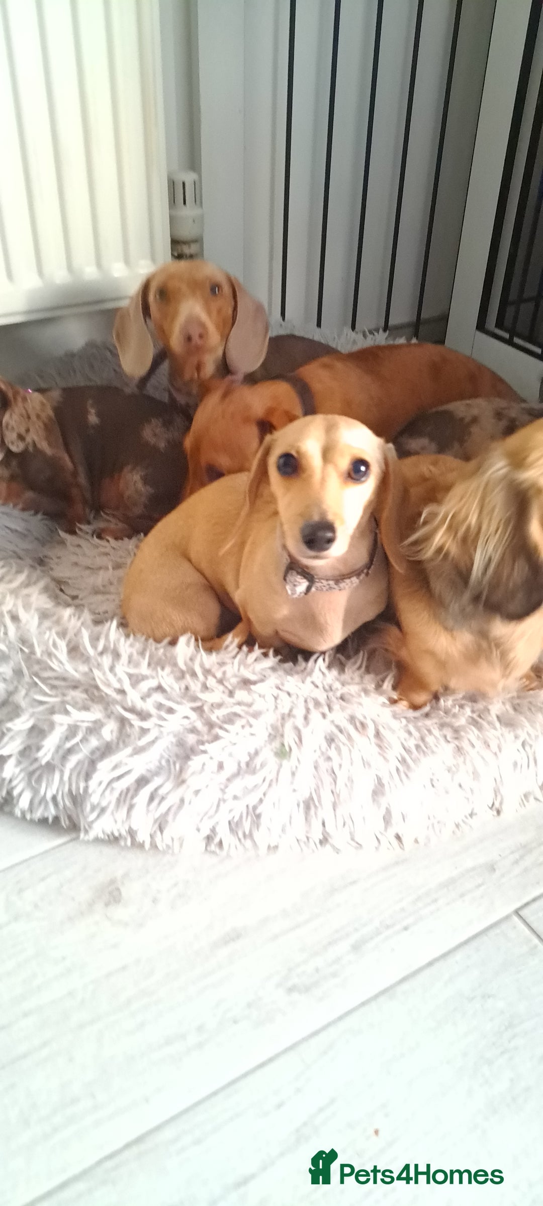 Dachshund dogs for sale: Cream miniature dachshund girl - Image 4