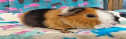 Guinea Pig rodents for sale: Baby Longhaired Boars /Merino/ Teddy/Goldens  - Advert 3