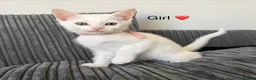 Mixed Breed cats for sale: Mixed Maine Coon - Advert 5
