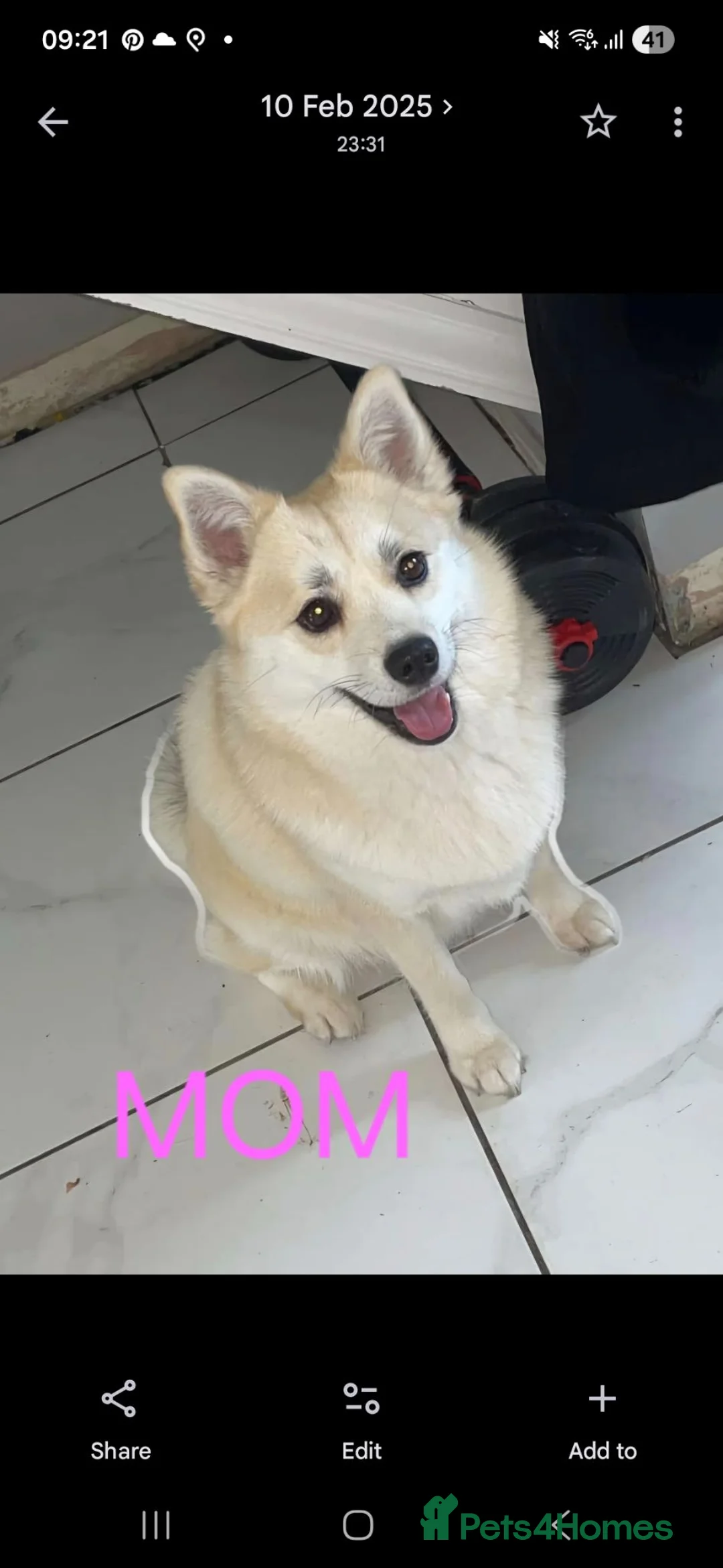 Mixed Breed dogs for sale: Cockerpom puppys 🐶 - Advert 22