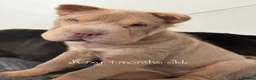 Shar Pei dogs for stud: Bear coat shar pei in Rainham - Advert 3