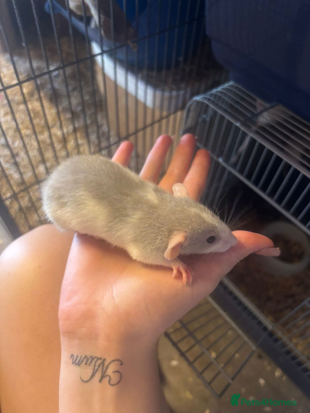 Rat rodents for sale: Babies rats, rex, dumbos and fancy - Image 9