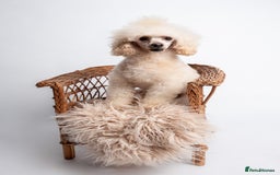 Poodle dogs for stud: KC REG EXTENSIVELY HEALTH TESTED POODLE STUD in Hoddesdon - Image 7