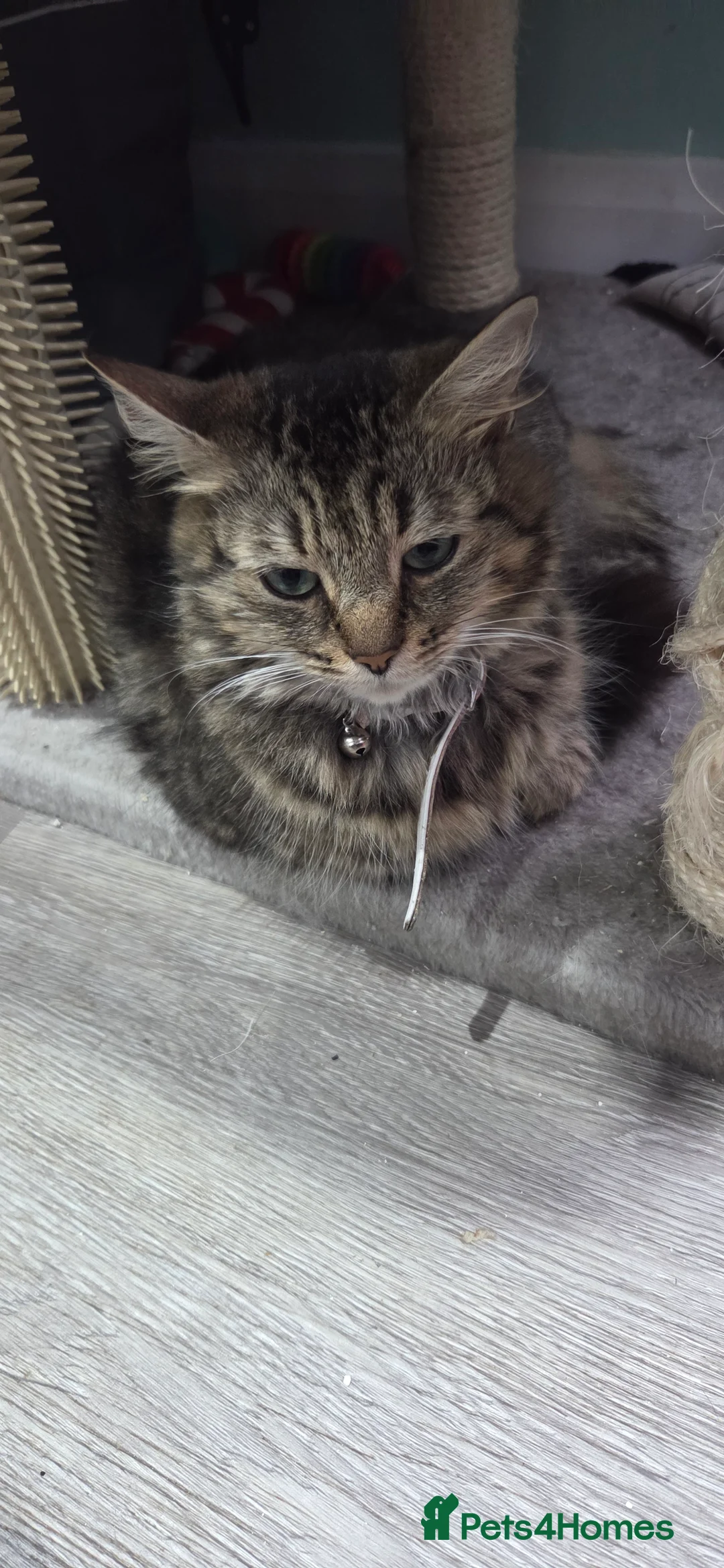 Mixed Breed cats for sale: 5 gorgeous male kittens in Livingston - Advert 2