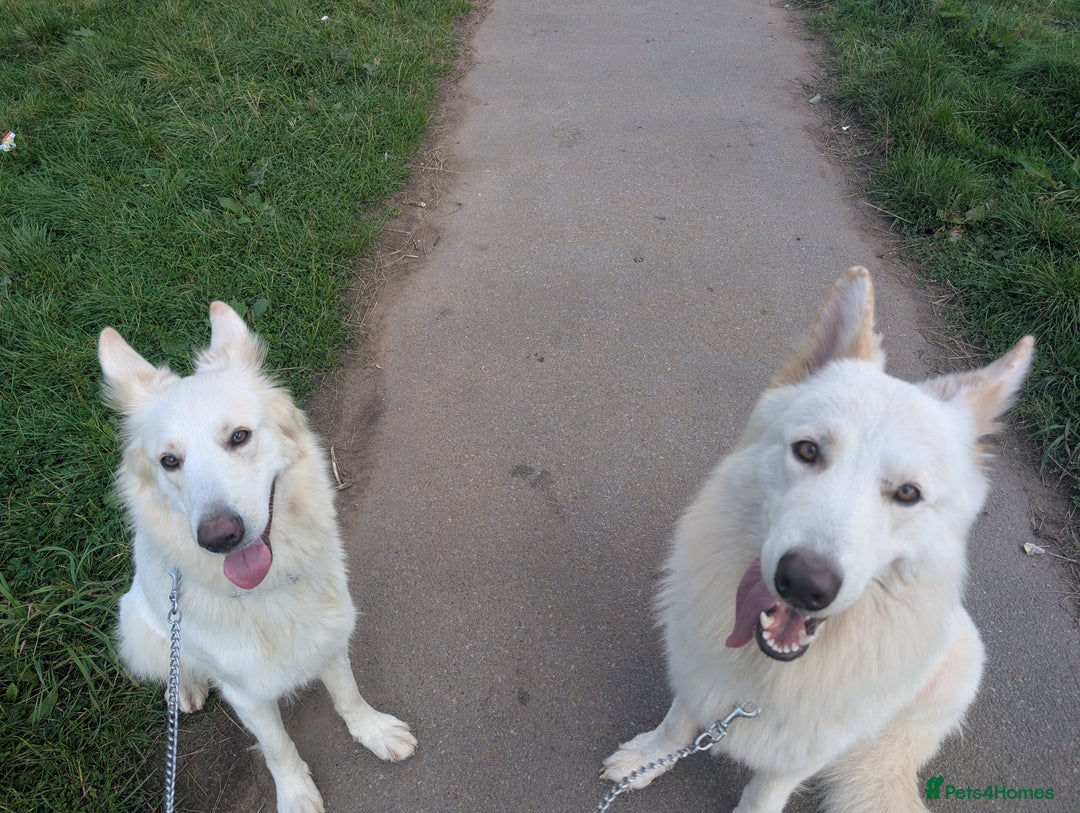 Mixed Breed dogs for sale: Two white shepherds both 18 months - Image 3