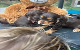 Cocker Spaniel dogs for sale: Miniature working Cocker spaniel puppies for sale - Image 13