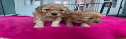 Cavapoo dogs for sale: Cavapoo Puppies - Advert 2
