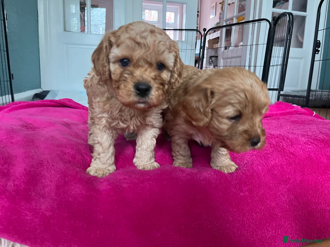 Cavapoo dogs for sale: Cavapoo Puppies - Advert 2