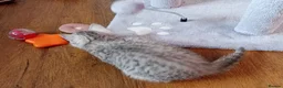 Persian cats for sale: Stunning Chinchilla Persian Cross Male - Advert 5