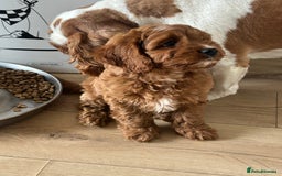 Cavapoo dogs for sale: **REHOME- F1 miniature cavapoo  - Image 3