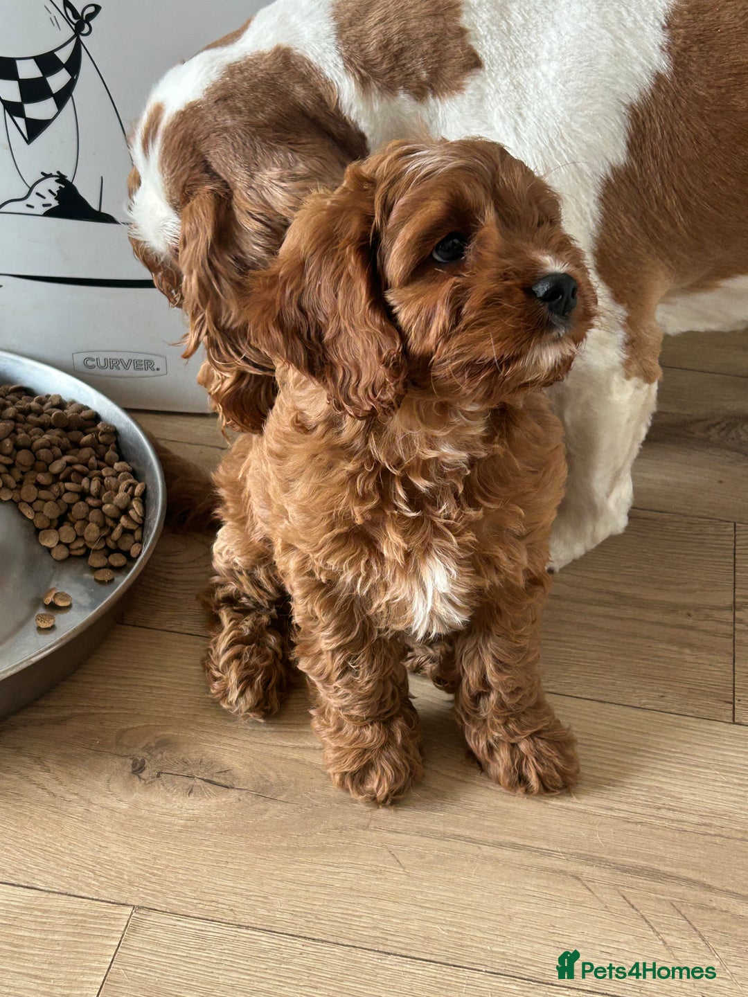 Cavapoo dogs for sale: **REHOME- F1 miniature cavapoo  - Image 3
