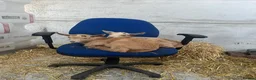 Goats livestock for sale: Royal golden guernsey wethers  - Advert 3