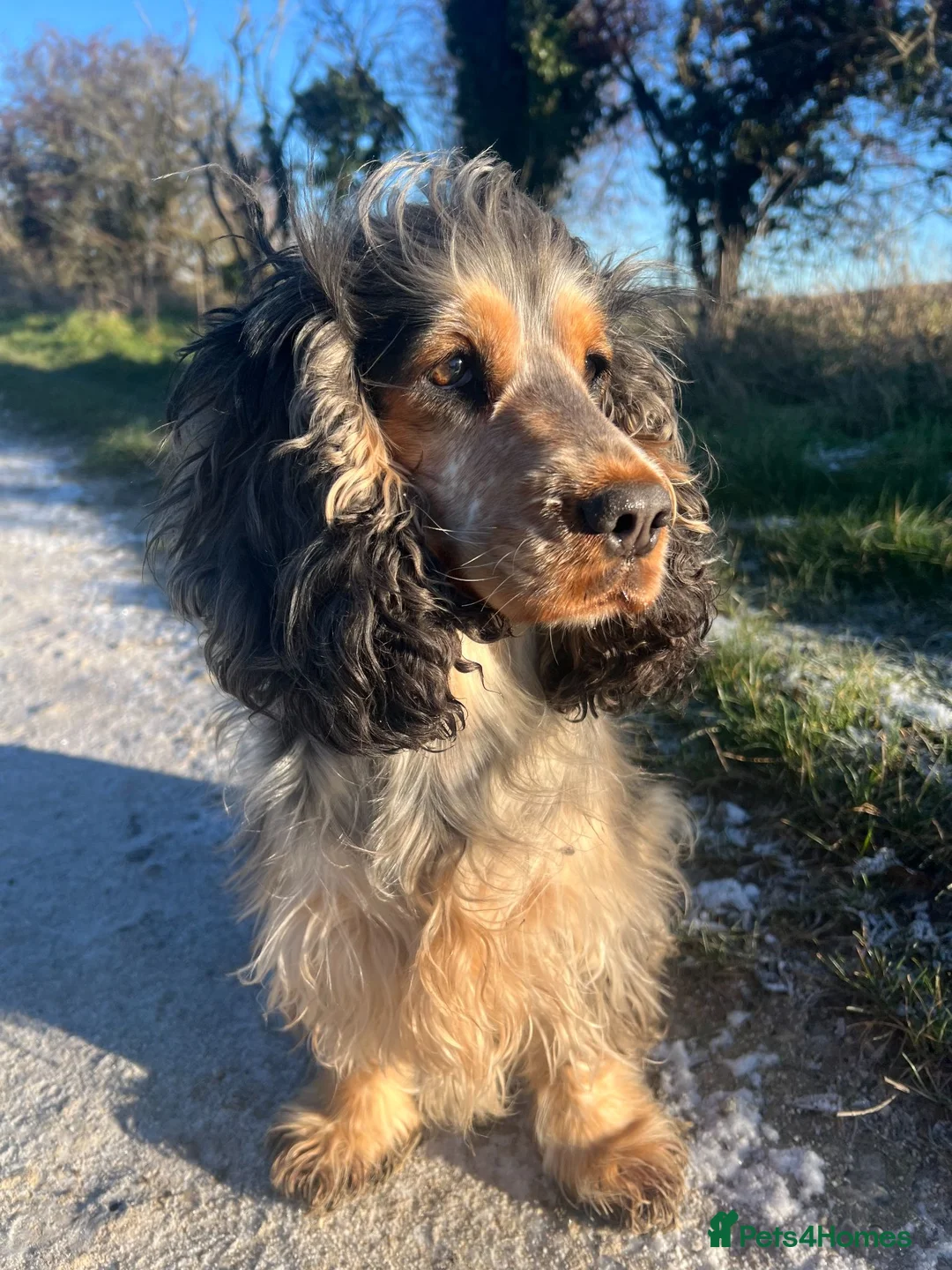 Cocker Spaniel dogs for sale: One Chocolate boy left KC Show Cocker Spaniel in Swindon - Advert 2