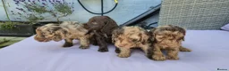 Cockapoo dogs for sale: Stunning litter of merle cockapoo ready to leave  - Advert 4