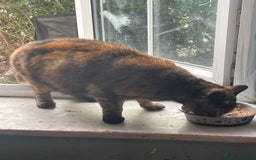 Mixed Breed cats for sale: 1 boy 2 girls  - Image 10