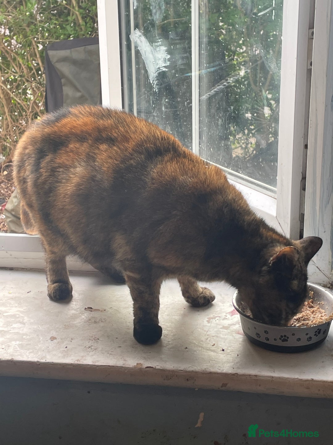 Mixed Breed cats for sale: 1 boy 2 girls  - Image 10