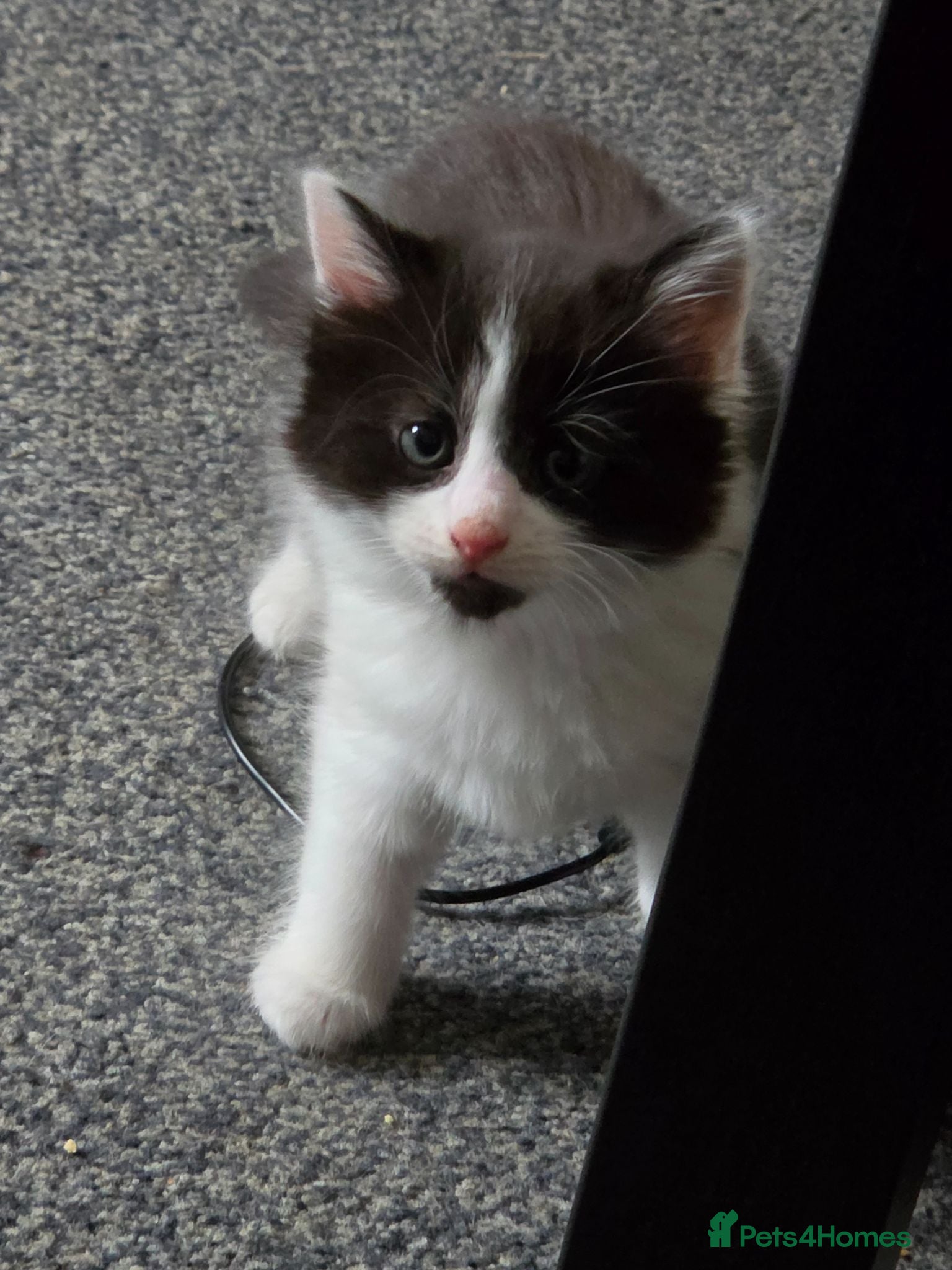 Mixed Breed cats 2 Kittens left - Advert 5