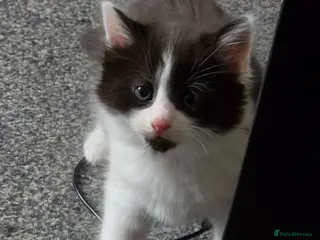 Mixed Breed cats 2 Kittens left - Advert 5