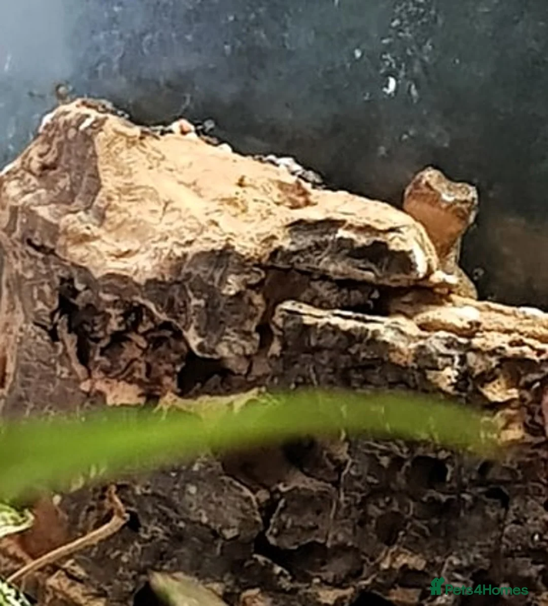 Gecko reptiles for sale: Mourning Geckos - Advert 7