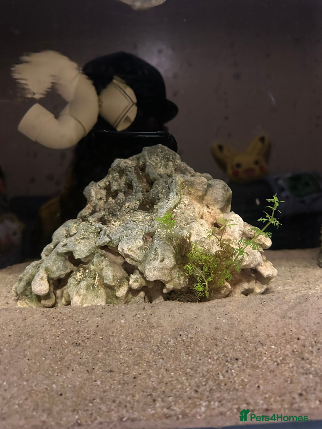 Axolotl reptiles for sale: Axolotl and full set up for sale - Advert 7