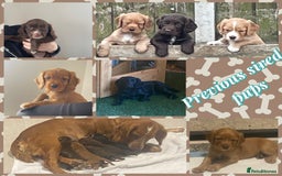 Cocker Spaniel dogs for stud: Cocker spaniel dog for stud  - Image 5