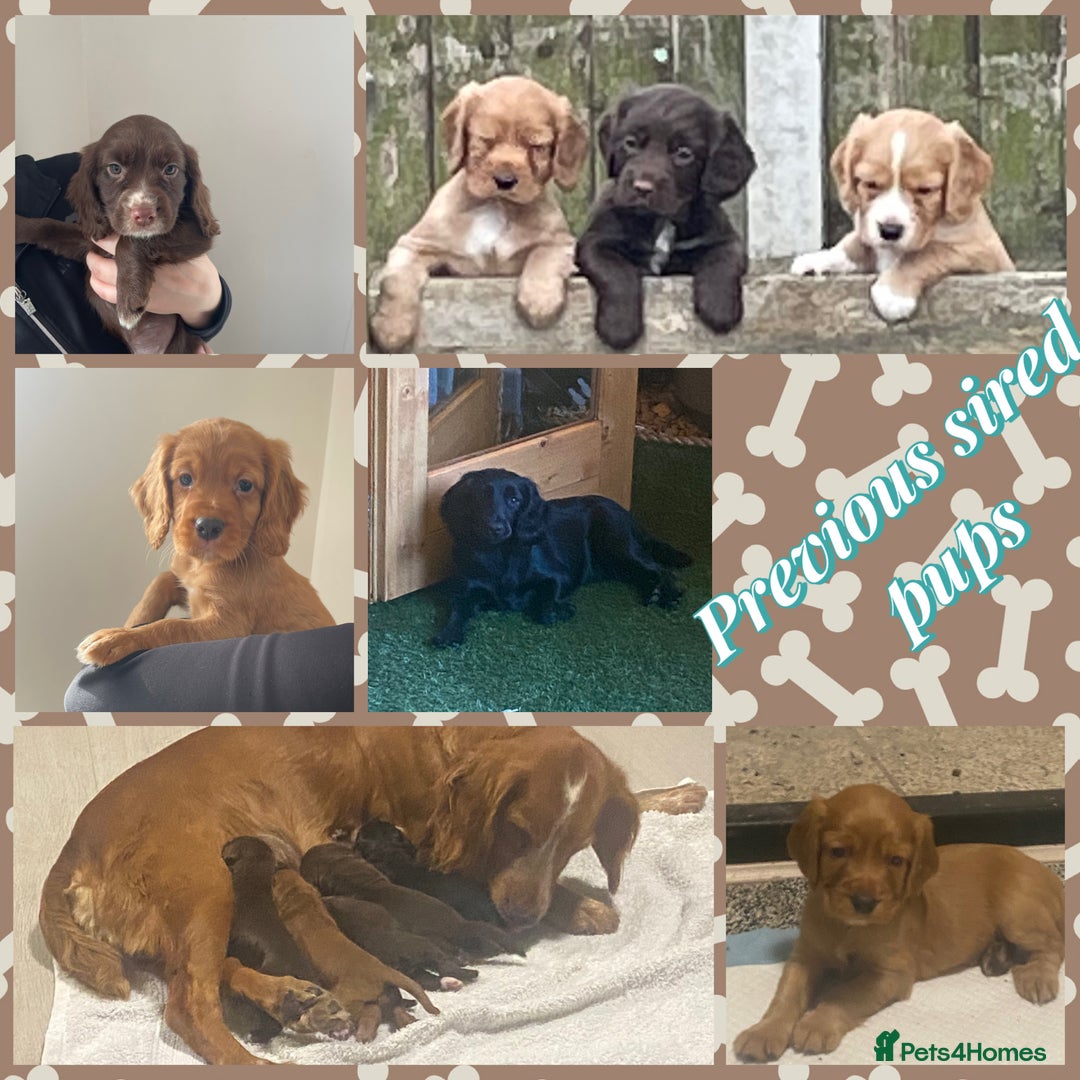 Cocker Spaniel dogs for stud: Cocker spaniel dog for stud  - Image 5