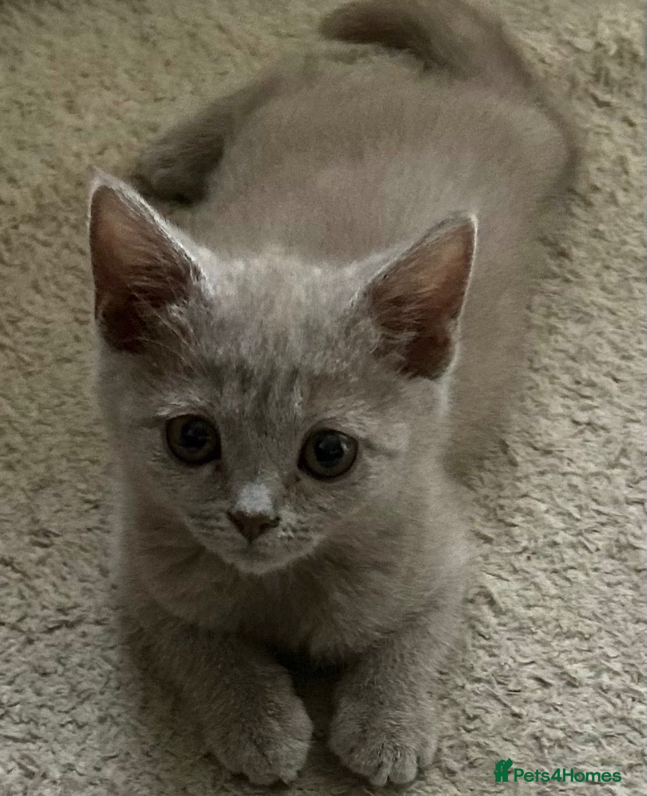 British Shorthair cats Beautiful British short hair x Russian blue  - Advert 1