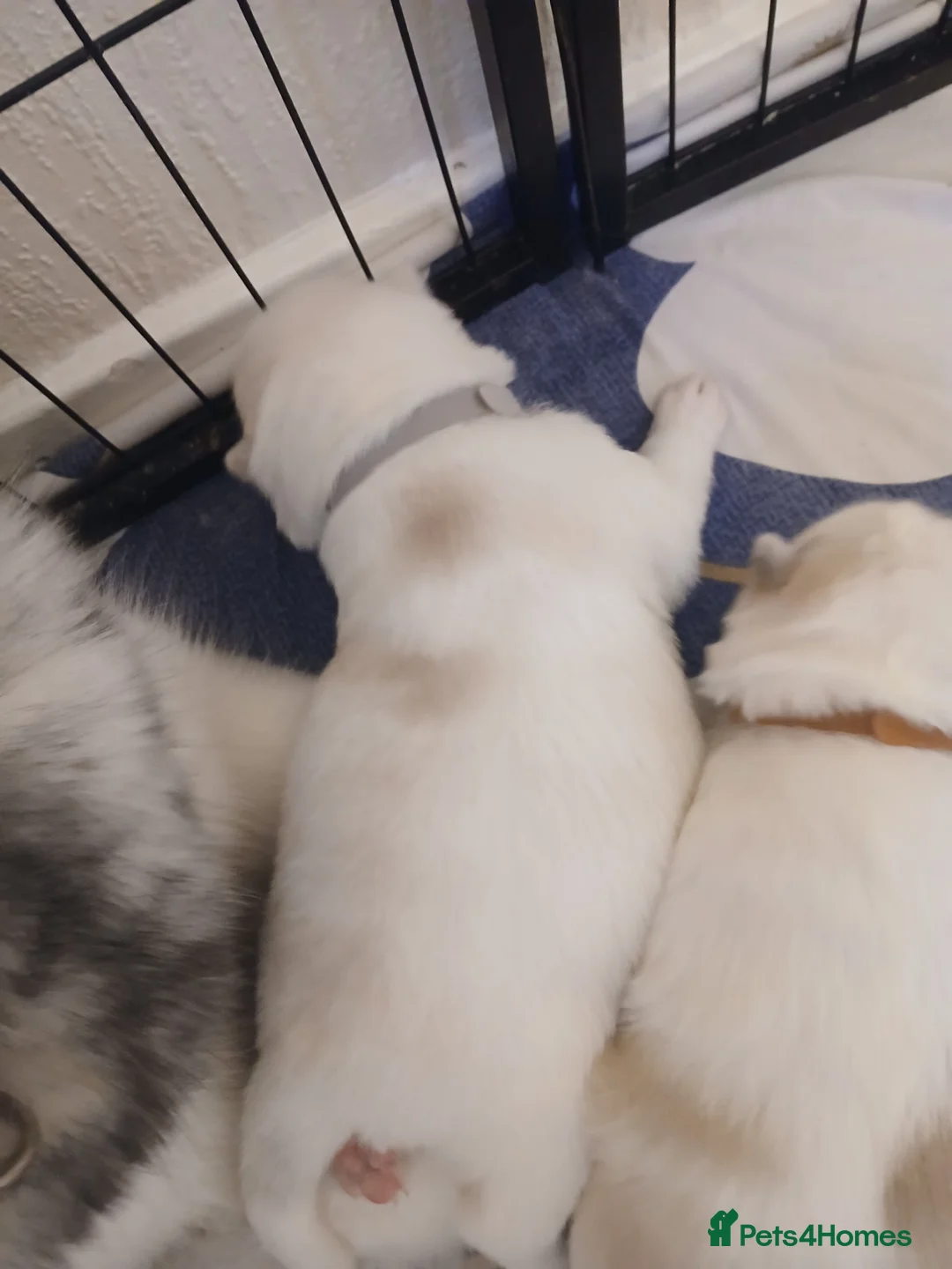 Siberian Husky dogs for sale: 1 SIB HUSKY GIRL LEFT CAN LEAVE 12/02/26 - Advert 15