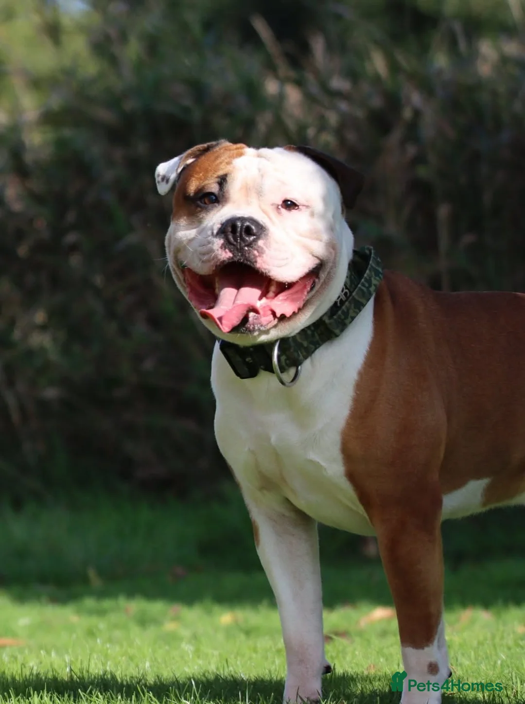 Mixed Breed dogs for sale: American bulldog x Staffordshire Bull terrier  in Guildford - Advert 3
