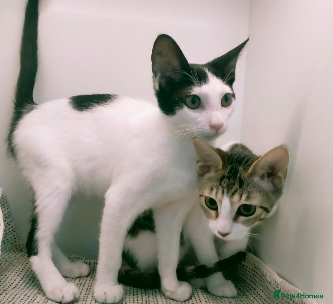 Mixed Breed cats [Indoors Only] Yuki & Suki - Adorable Siblings - Advert 3