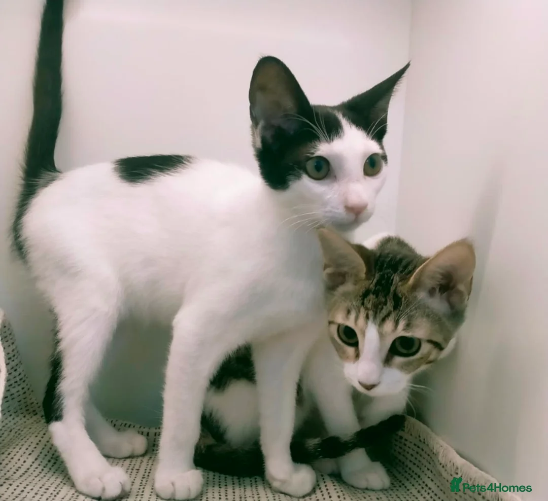 Mixed Breed cats for adoption: [Indoors Only] Yuki & Suki - Adorable Siblings - Advert 1
