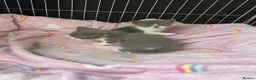 Mixed Breed cats for sale: Beautiful white and grey kittens  - Advert 4