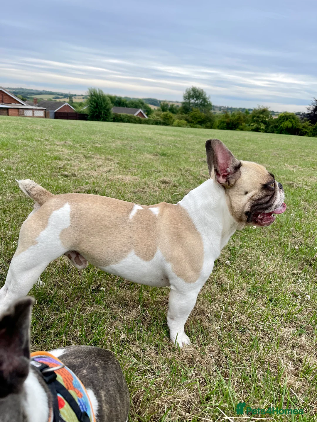 French Bulldog dogs for stud: French Bulldog Stud Bernie Brown - Advert 21