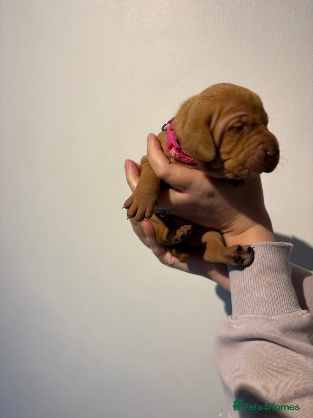 Hungarian Vizsla dogs for sale: Stunning Litter of Hungarian Vizsla Puppies - Advert 9