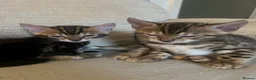 Bengal cats for sale: 🐾 Beautiful Bengal Kittens 🐾 - Advert 11