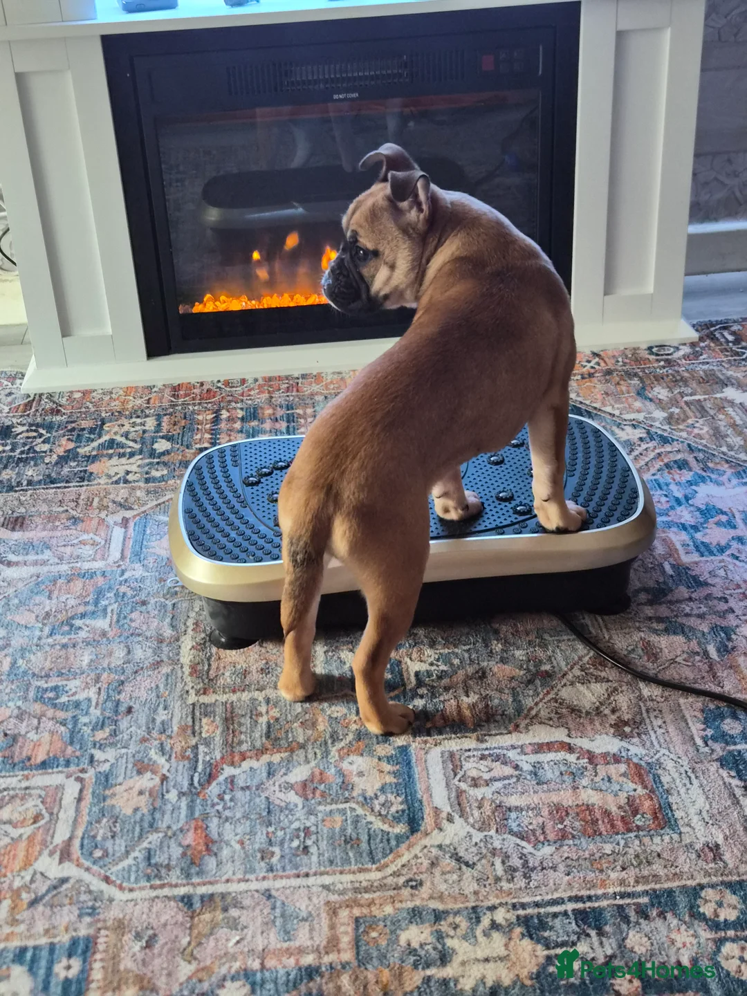 Mixed Breed dogs for sale: Gorgeous hybrid Bulldog Nala - Advert 3