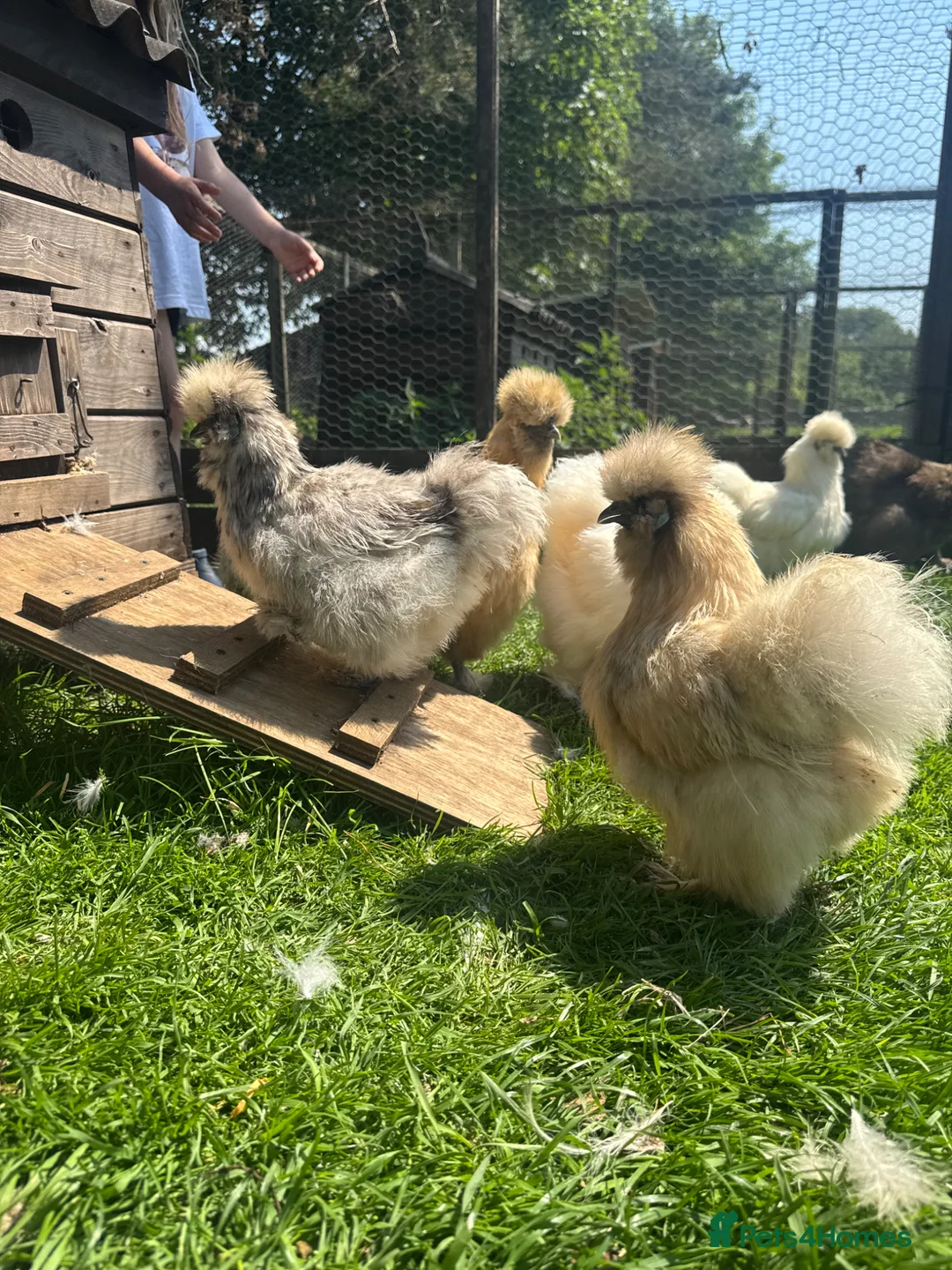 Chickens poultry for sale: Chickens and Growers  - Advert 1
