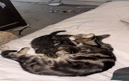 Domestic Shorthair cats for sale: kittens  - Image 3