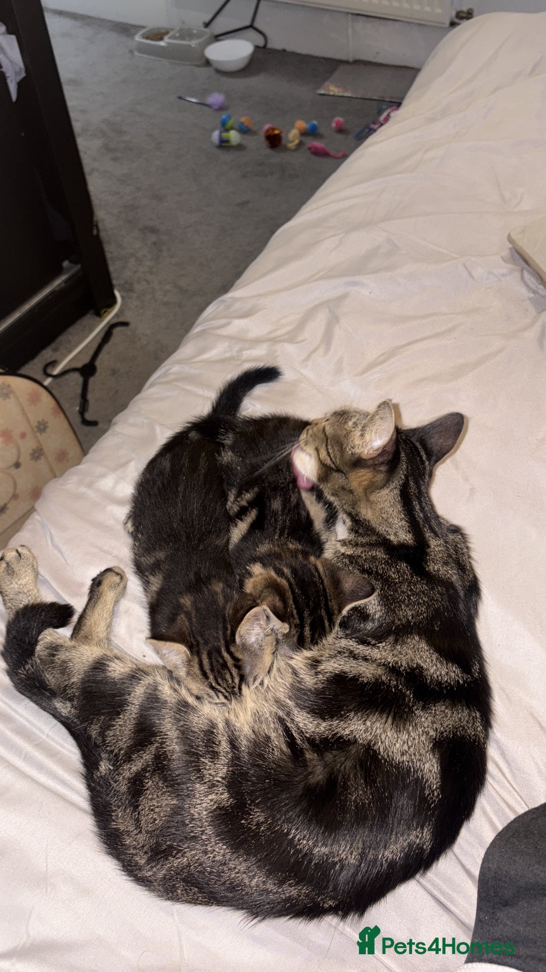 Domestic Shorthair cats for sale: kittens  - Image 3