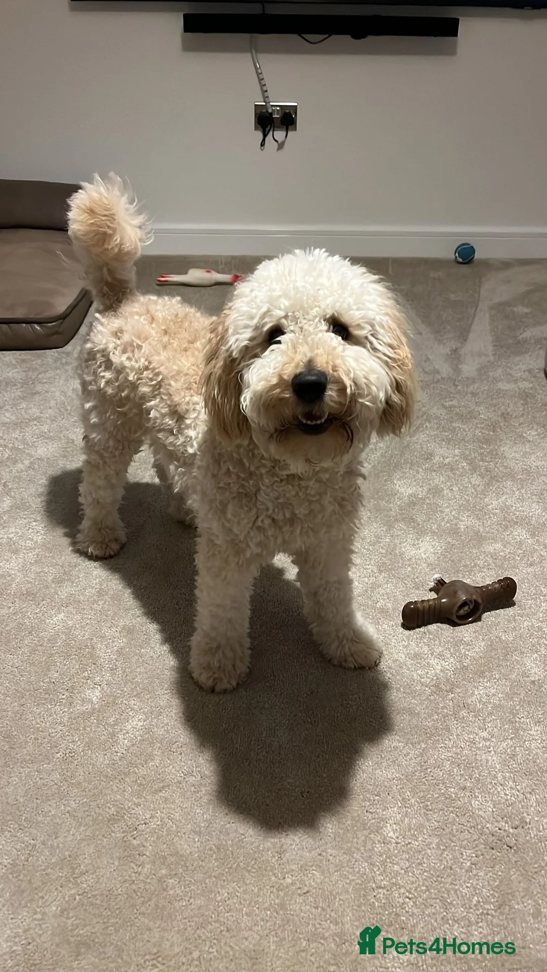 Goldendoodle dogs for sale: Multigenerational Doodles Licensed Tested Boys - Advert 25