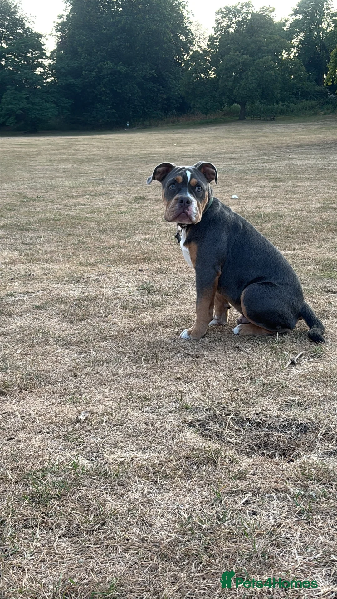 Dorset Olde Tyme Bulldogge dogs for sale: TYSON - 5 Month old Olde Tyme Bulldog in Bilston - Advert 4
