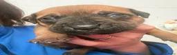 Mixed Breed dogs for sale: Cane corso cross pups for sale  in Airdrie - Advert 22