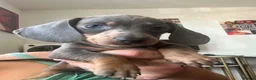 Dachshund dogs for sale: Puppy  - Advert 7