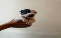 Jack Russell dogs for sale: Beautiful Jack Russell Litter - Image 11