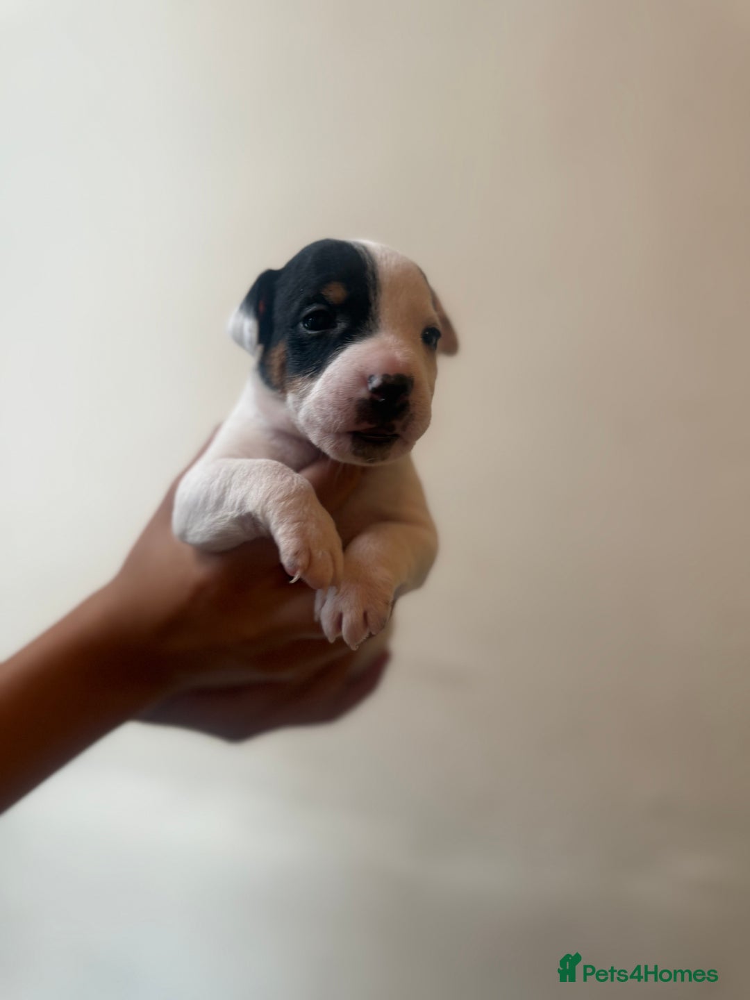 Jack Russell dogs for sale: Beautiful Jack Russell Litter - Image 11